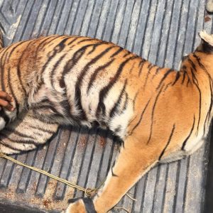 Pembunuh Harimau Ditangkap di Langkat