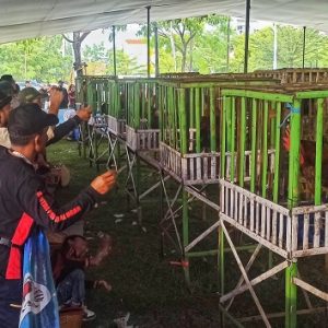 Kontes ayam hias dalam gelaran Indonesian Fowl Show 2022 di Kiara Artha Park, Kota Bandung, Minggu (11/12)