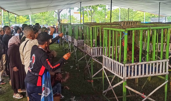 Kontes ayam hias dalam gelaran Indonesian Fowl Show 2022 di Kiara Artha Park, Kota Bandung, Minggu (11/12)