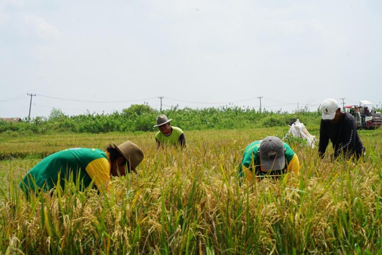 Artha Graha Peduli Dorong Ketahanan Pangan Nasional Melalui Program Intensifikasi dan Padi Sehat
