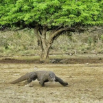Sindikat Pencurian Komodo di Nusa Tenggara Timur Terbongkar, Polisi Amankan Dua Pelaku