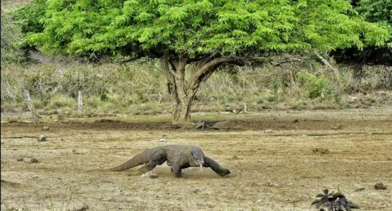 Sindikat Pencurian Komodo di Nusa Tenggara Timur Terbongkar, Polisi Amankan Dua Pelaku