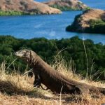 Kasus Pencurian Komodo di NTT Dibongkar, Dua Pelaku Diamankan