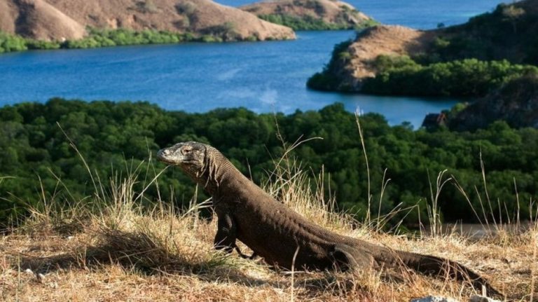 Kasus Pencurian Komodo di NTT Dibongkar, Dua Pelaku Diamankan