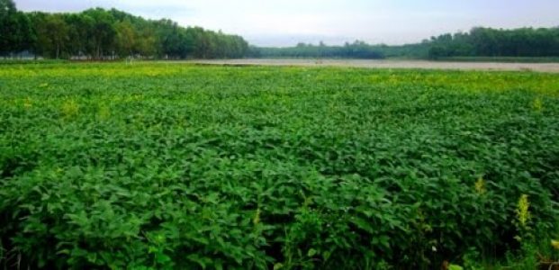 Lindungi Gambut, KLHK Siapkan 500 Ribu Hektare Lahan