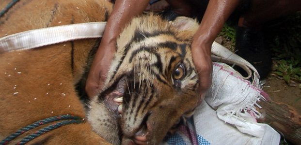 Penyelamatan Harimau Sumatera Mendesak Dilakukan