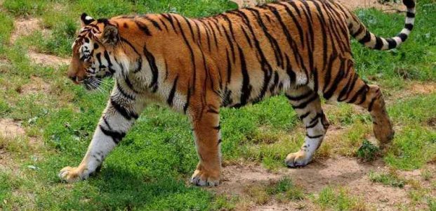 Harimau Bonita ‘Nyaman’ Dekat dengan Manusia, Mengapa?