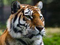 Tujuan Hari Harimau Sedunia, Cara Kenalkan Perlindungan Harimau ke Seluruh Dunia