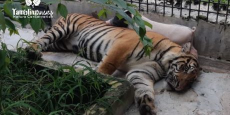 Harimau Yang Tertangkap Di Muaraenim Kini Sudah Di Lampung