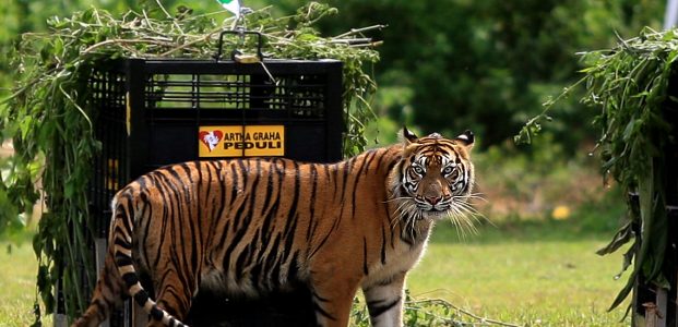 Pembantaian Harimau di Sumut Layak Dikutuk