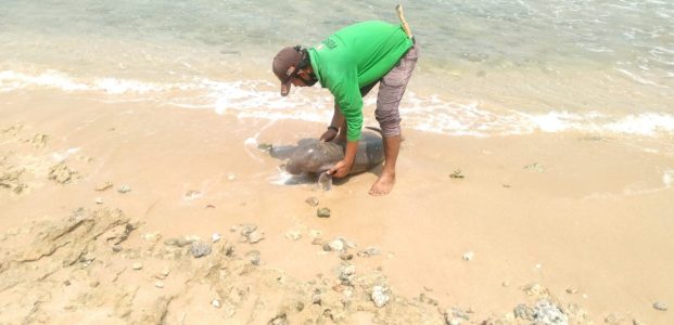 Penyu Sisik Terlilit Jaring dan Dugong Terdampar di TWNC