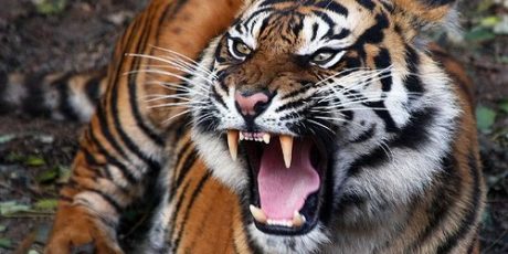 Pakar: Harimau Bukan Binatang Rakus