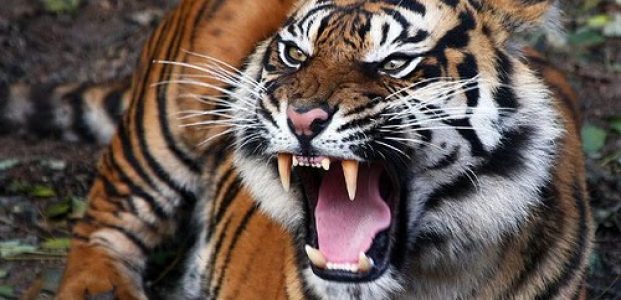 Harimau Datang Ke Permukiman, Warga Di Riau Siaga