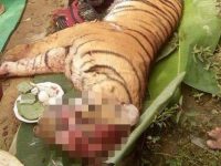 Taring dan Kumis Harimau Sumatera Hilang