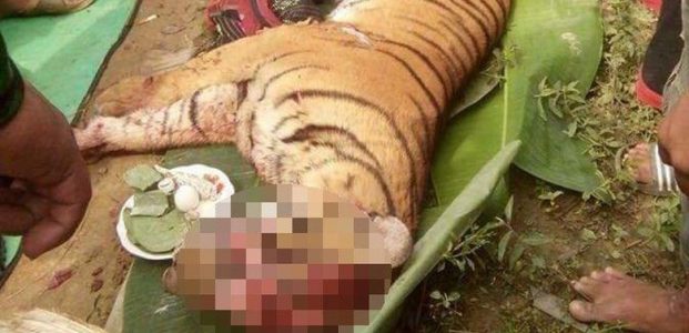 Taring dan Kumis Harimau Sumatera Hilang