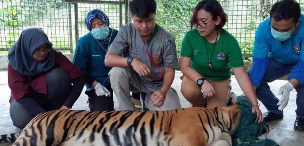 Inong Rio, Harimau Sumatera Terkena Perangkap Di Hutan Riau Mati