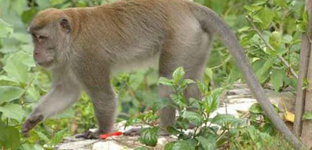 Monyet Gunungkidul Akan Diekspor ke Cina dan Amerika
