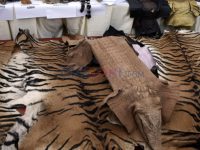 Pelaku Sentrum Harimau Ditangkap
